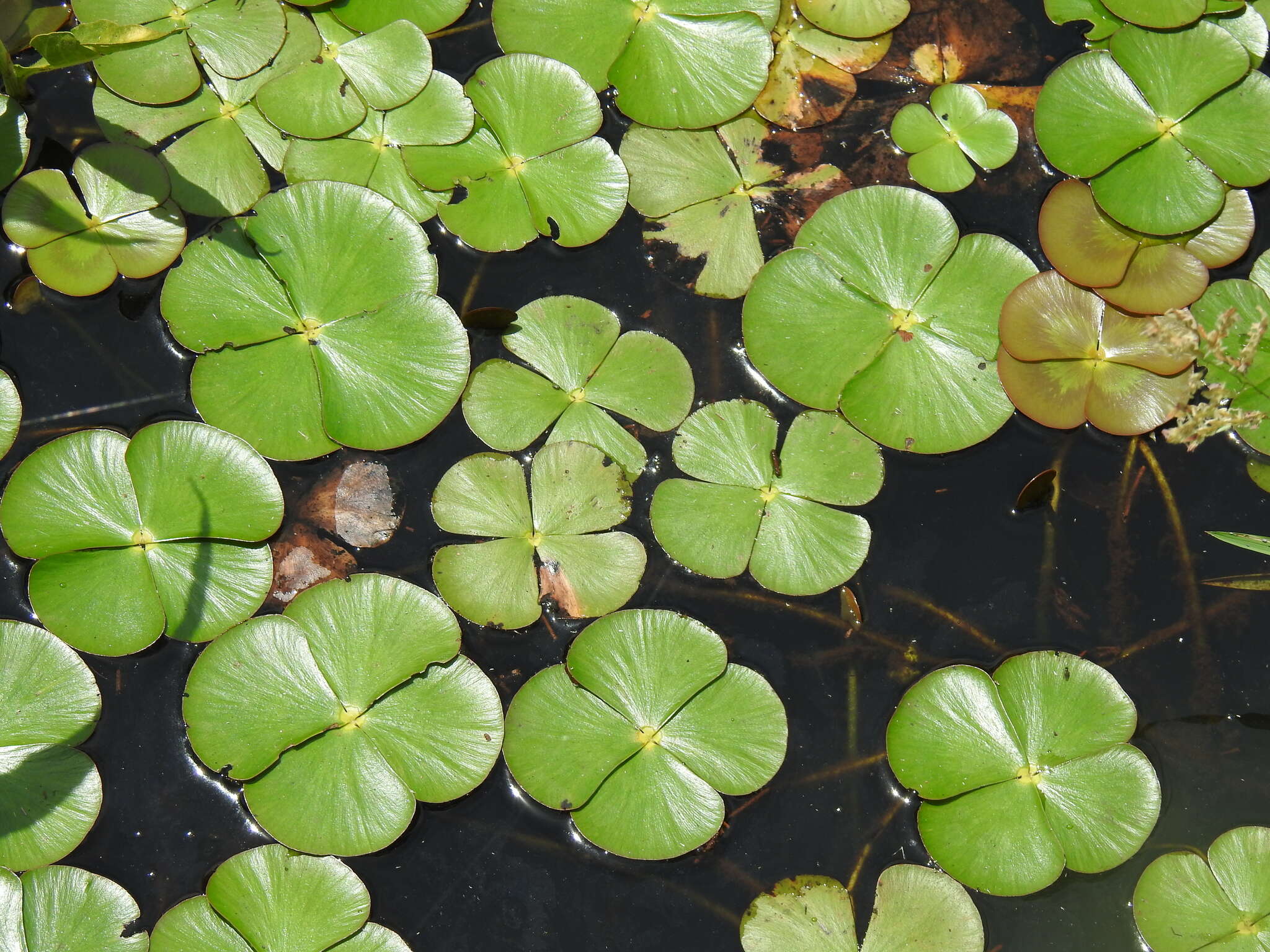 Plancia ëd Marsilea mutica Mett.