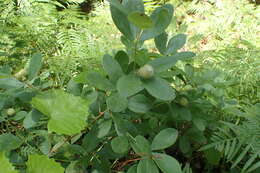 Image of Nuttall's wild indigo