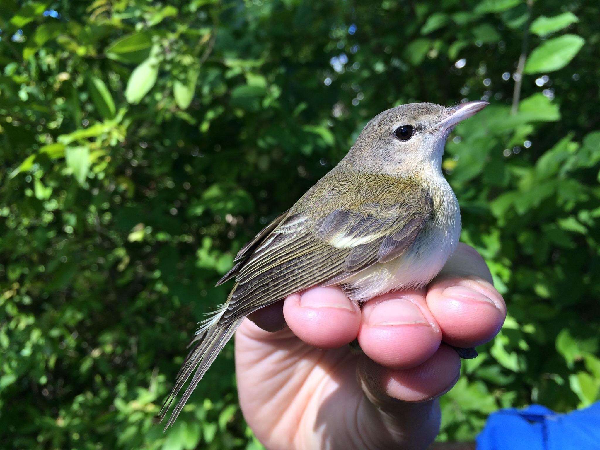 Vireo bellii bellii Audubon 1844 resmi