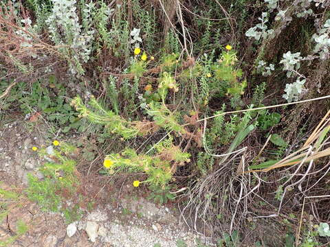 Image of Ursinia scariosa subsp. scariosa