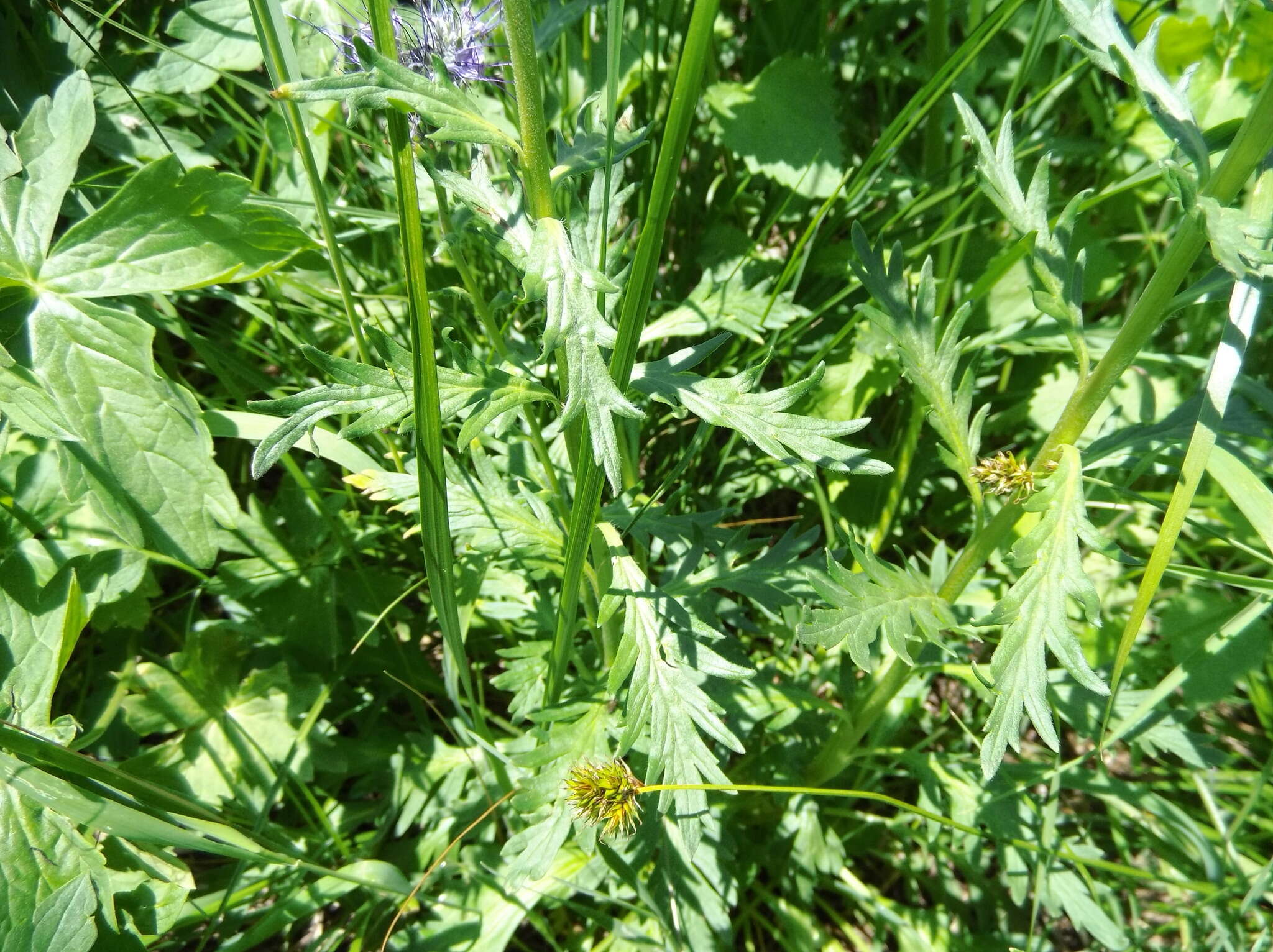 صورة Phacelia sericea subsp. ciliosa (Rydb.) G. W. Gillett