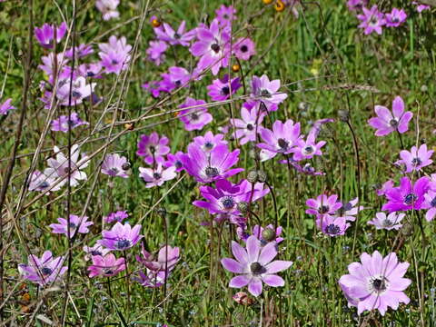 Image of Anemone pavonina Lam.