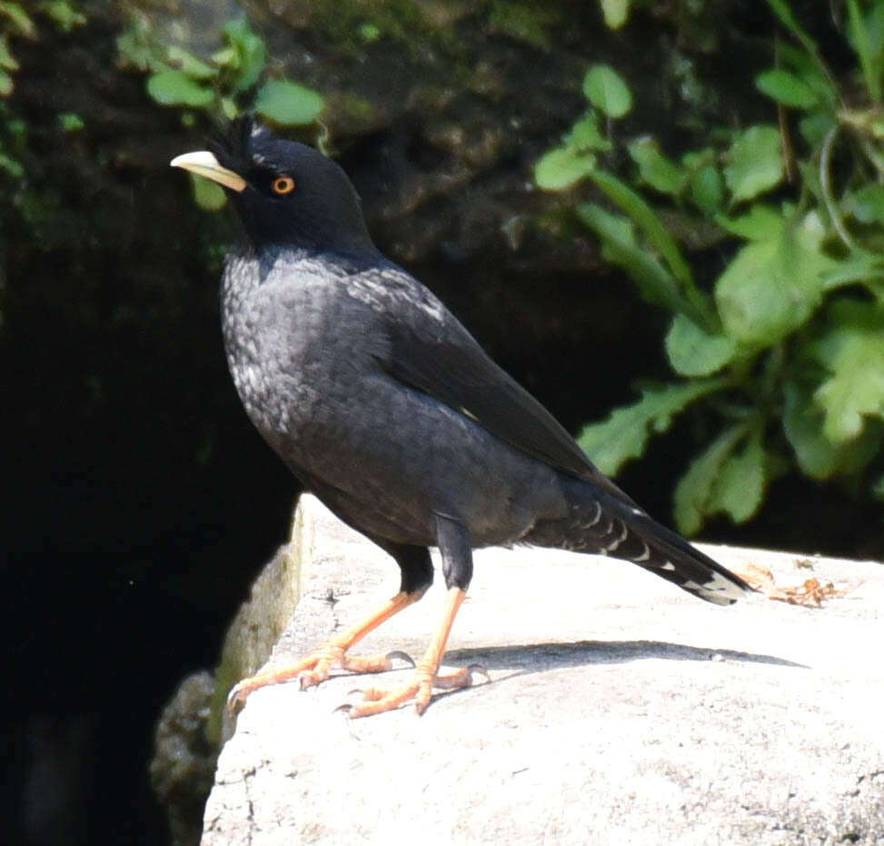 Image of Crested Myna