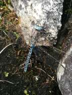 Image of Azure Hawker