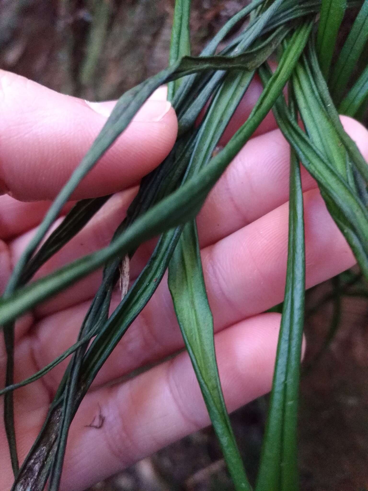 Haplopteris flexuosa (Fée) E. H. Crane的圖片