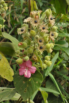 Image of Pavonia malacophylla (Link & Otto) Hemsl.