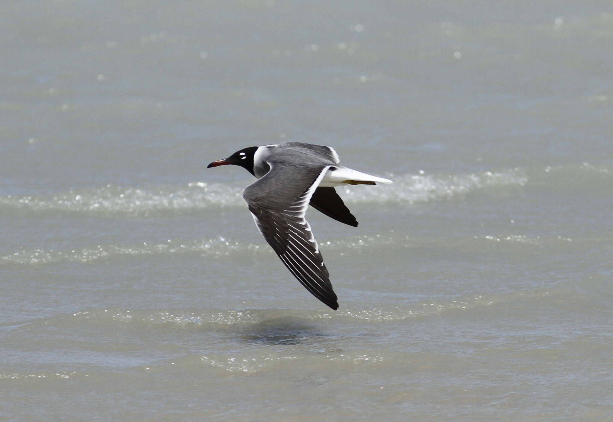 Image of White-eyed Gull