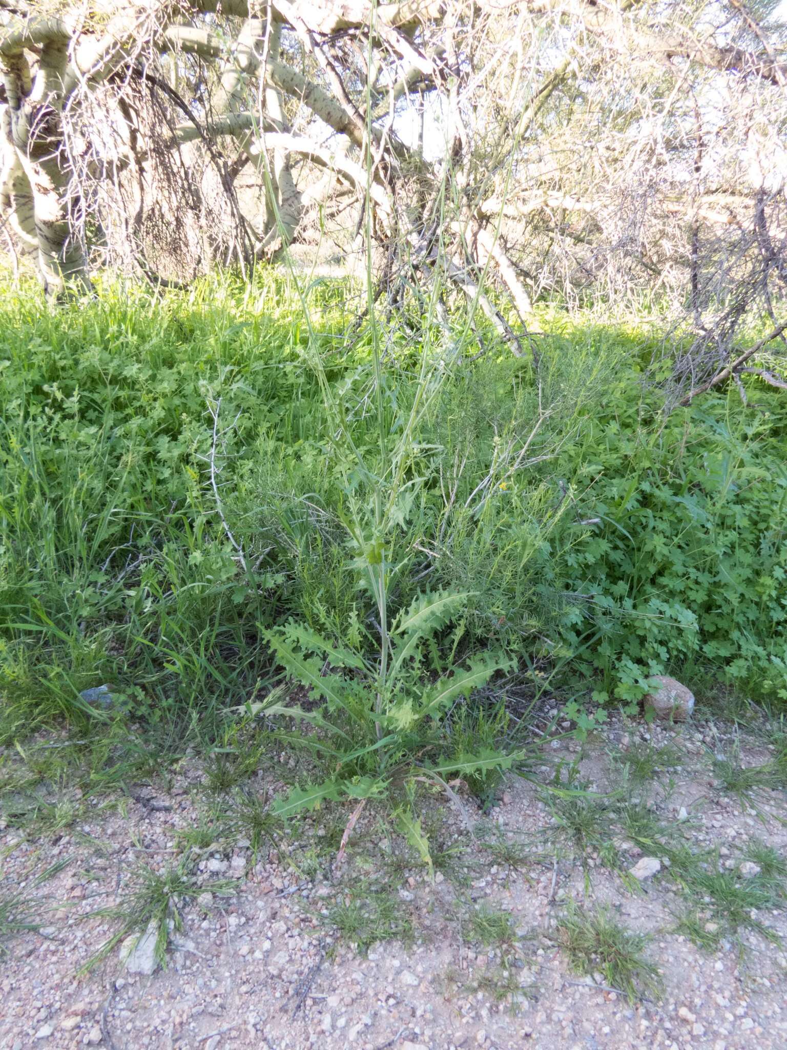 Image of California mustard