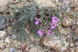 Sivun Erodium crassifolium (Forsk.) L'Hér. kuva