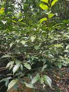 Imagem de Ilex ficoidea Hemsl.