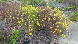 Image of leafy desertdandelion