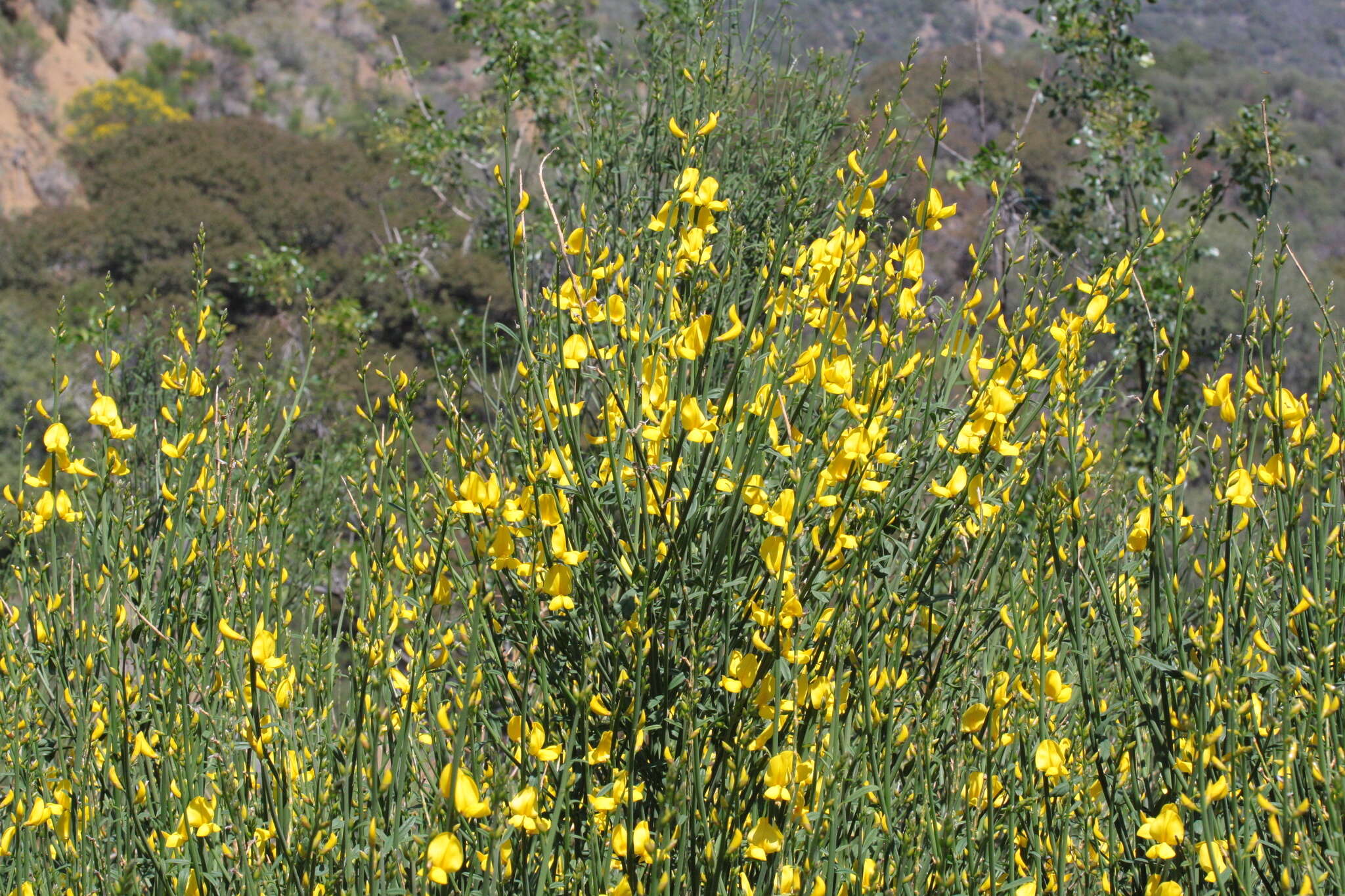 Image of broom