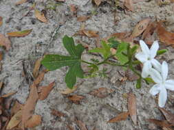 Imagem de Cnidoscolus urens var. stimulosus (Michx.) Govaerts