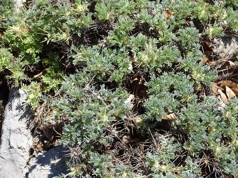 Plancia ëd Astragalus nebrodensis (Guss.) Strobl