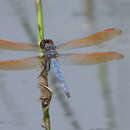 Image of Purple Skimmer