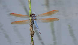 Image de Libellula jesseana Williamson 1922