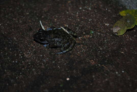 صورة Eleutherodactylus interorbitalis (Langebartel & Shannon 1956)