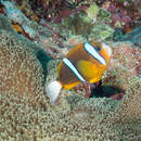 Amphiprion akindynos Allen 1972 resmi