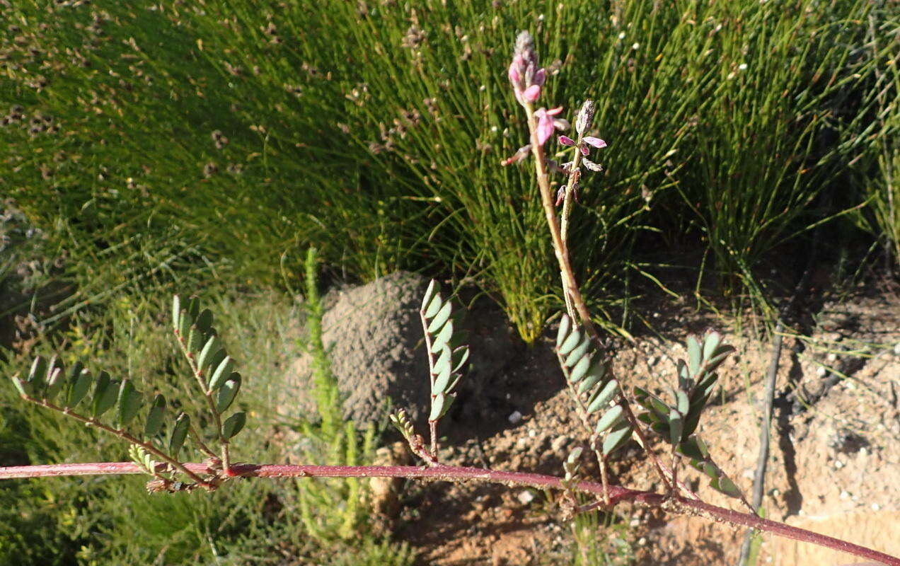 Слика од Indigofera declinata E. Mey.