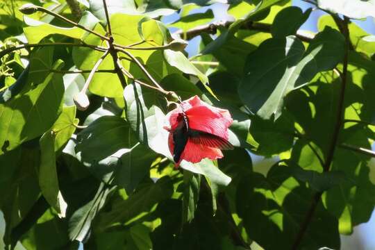 Imagem de Thespesia grandiflora DC.