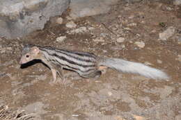 Image of Broad-striped Malagasy Mongoose