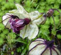 Plancia ëd Silene nigrescens (Edgew.) Majumdar