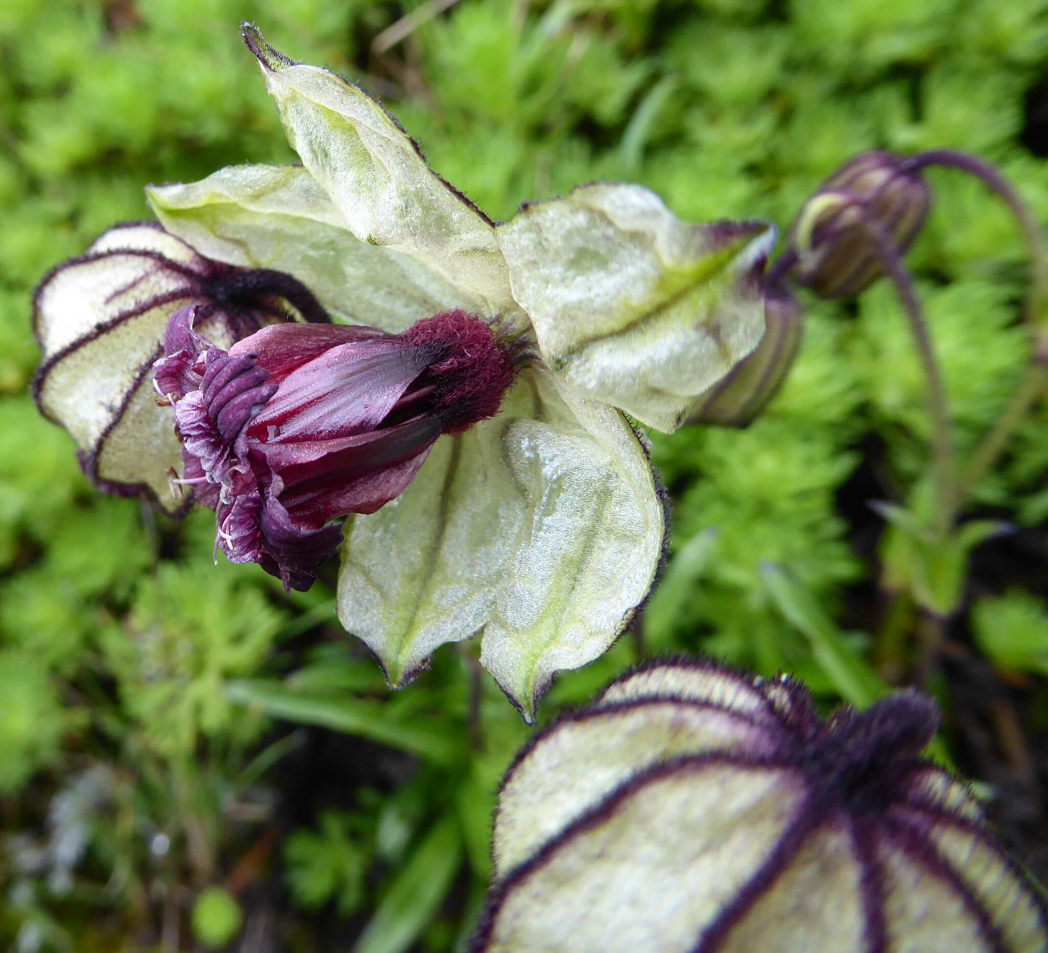 Plancia ëd Silene nigrescens (Edgew.) Majumdar