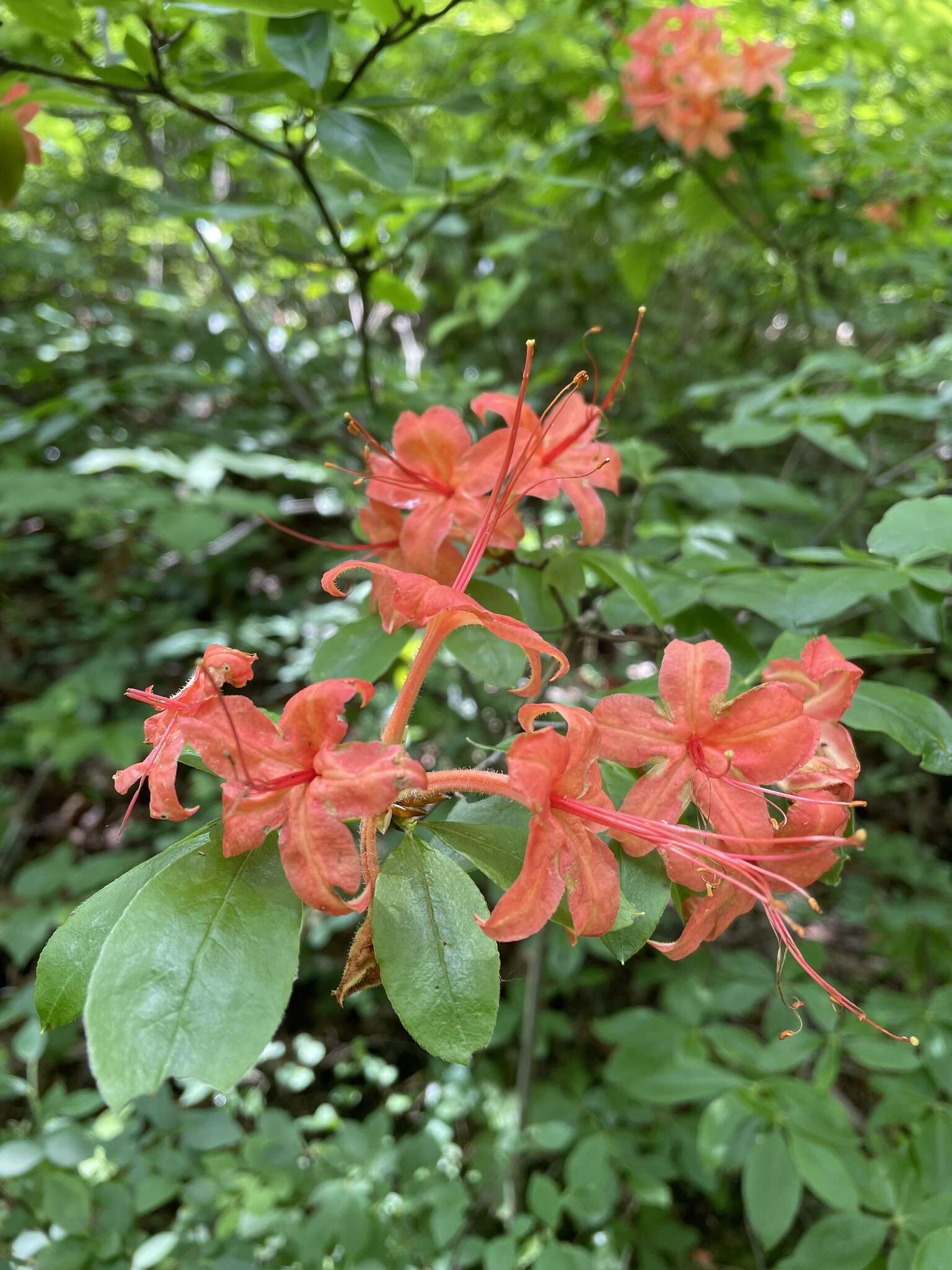 صورة Rhododendron cumberlandense E. L. Braun