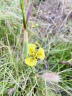 Image of Moraea bellendenii (Sweet) N. E. Br.