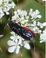 Image of Poison Ivy Sawfly