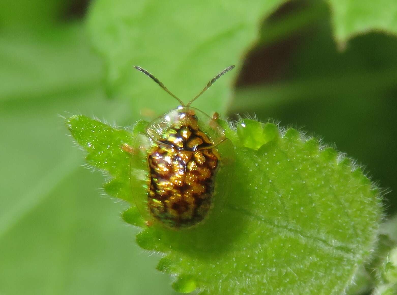 Image of Cteisella confusa (Boheman 1855)