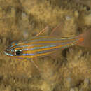 Image of Redspot cardinalfish