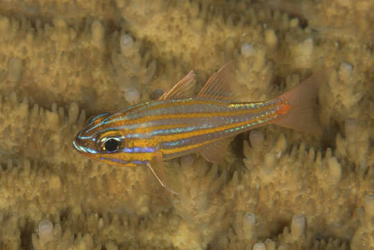 Image of Redspot cardinalfish