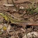 Image of Sicilian Wall Lizard