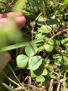 Image of Oxalis brasiliensis Lodd.