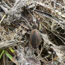 Image of Carabus (Platycarabus) lucens glacialis Gautier des Cottes 1860