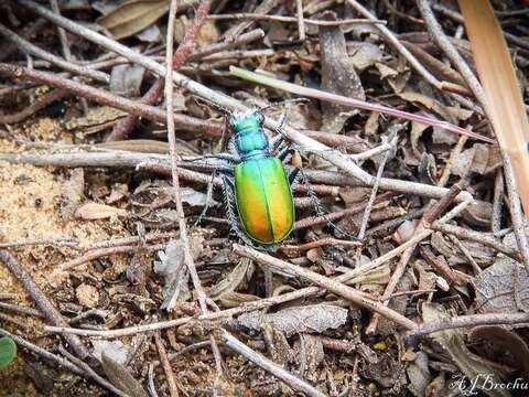 Image de Cicindela (Cicindela) scutellaris Say 1823