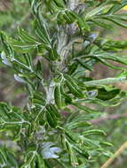 Image of Senecio haygarthii M. R. F. Taylor ex Hilliard