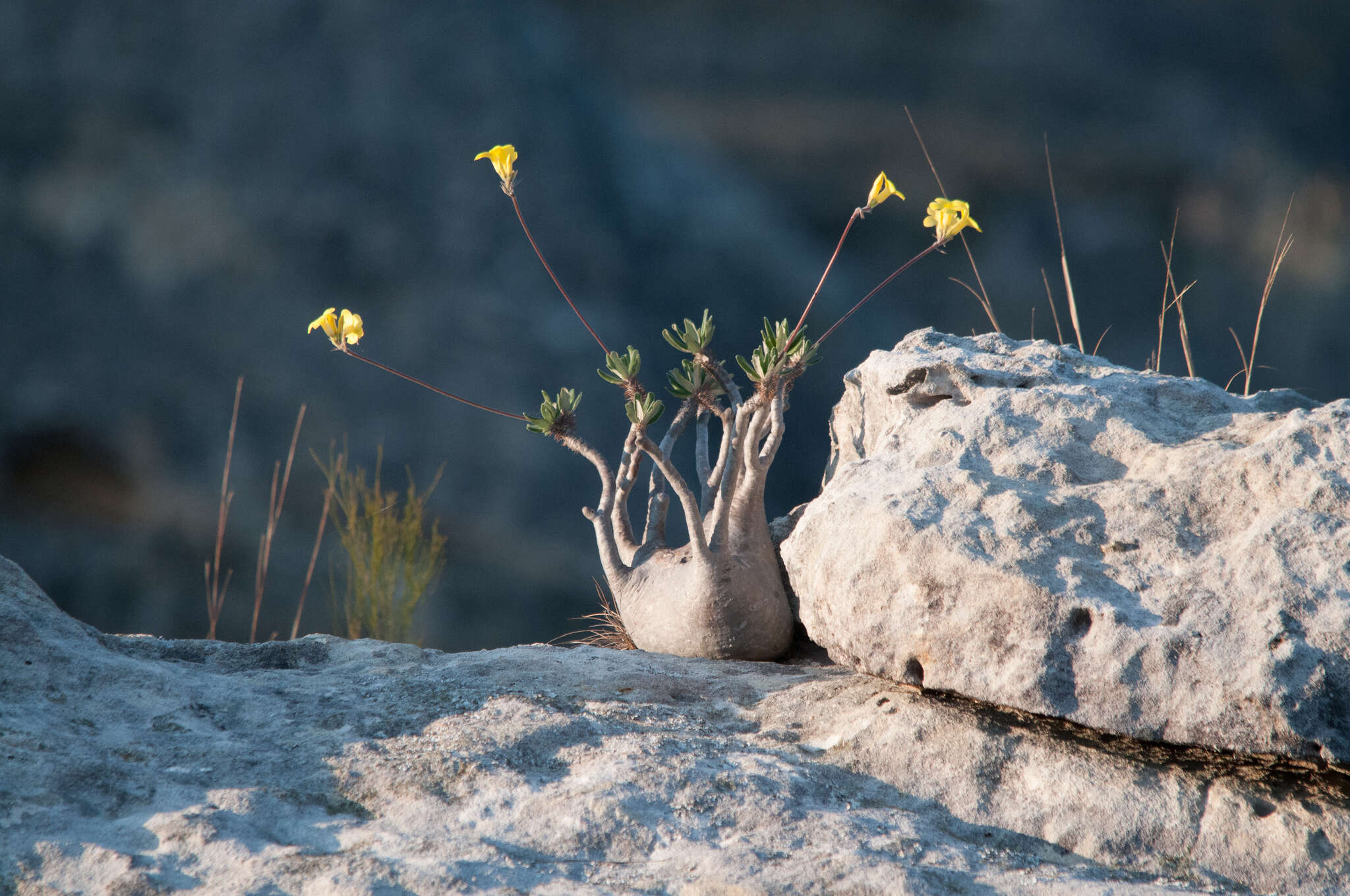 Imagem de Pachypodium gracilius (H. Perrier) S. H. Y. V. Rapanarivo