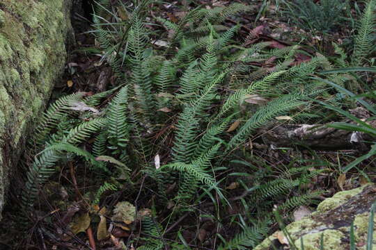 Image of Small Rasp Fern