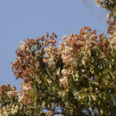 Image de Cordia trichotoma (Vell.) Arrab. ex Steud.