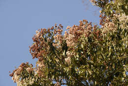 Image of Cordia trichotoma (Vell.) Arrab. ex Steud.