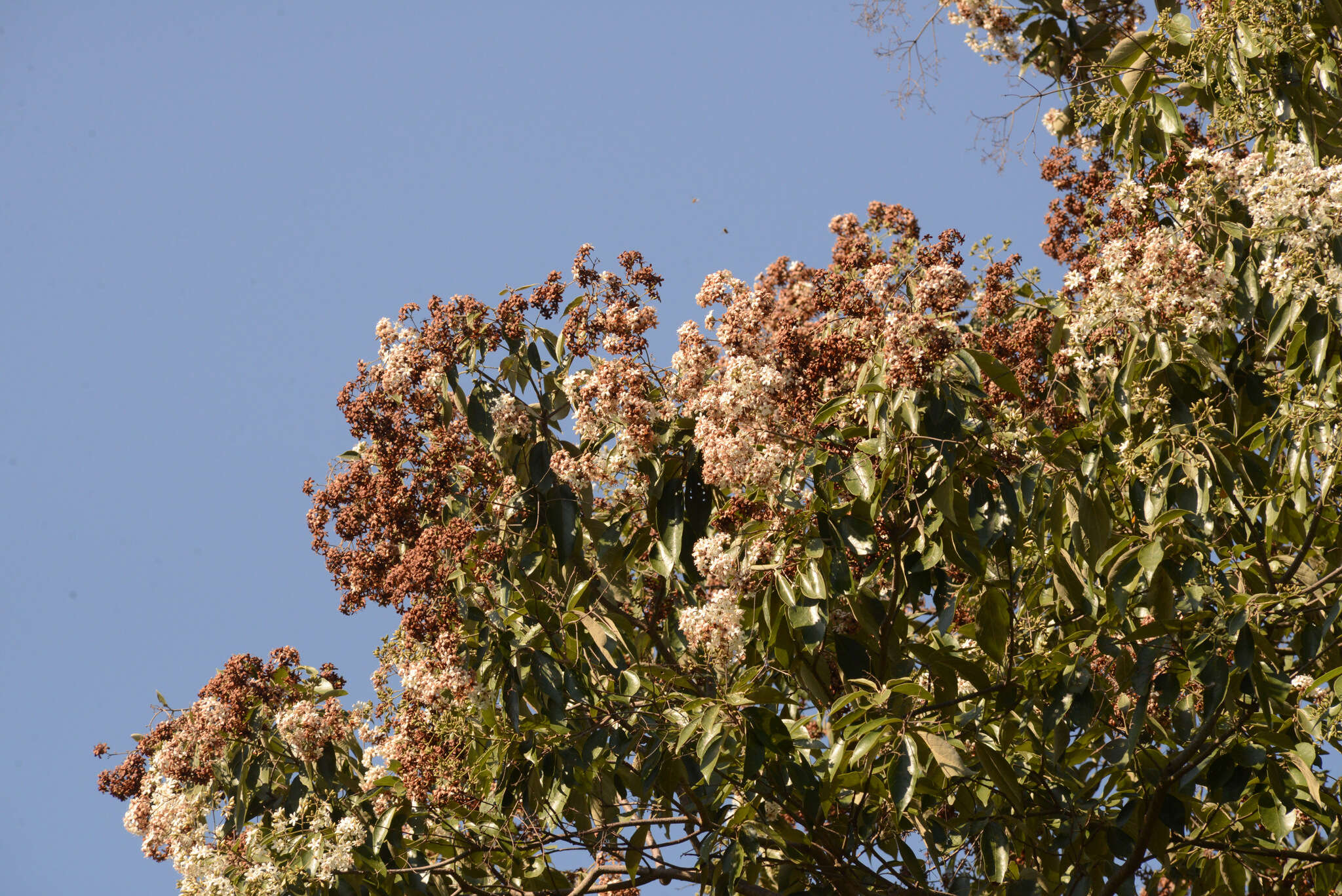 Слика од Cordia trichotoma (Vell.) Arrab. ex Steud.