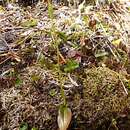 Image of Odd Leaved Orchid