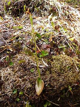 Imagem de Aporostylis bifolia (Hook. fil.) Rupp & Hatch