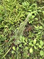 Image of Hill Rabbit's-Foot Grass