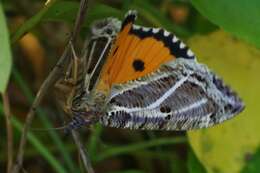 صورة Eudocima materna (Linnaeus 1767)