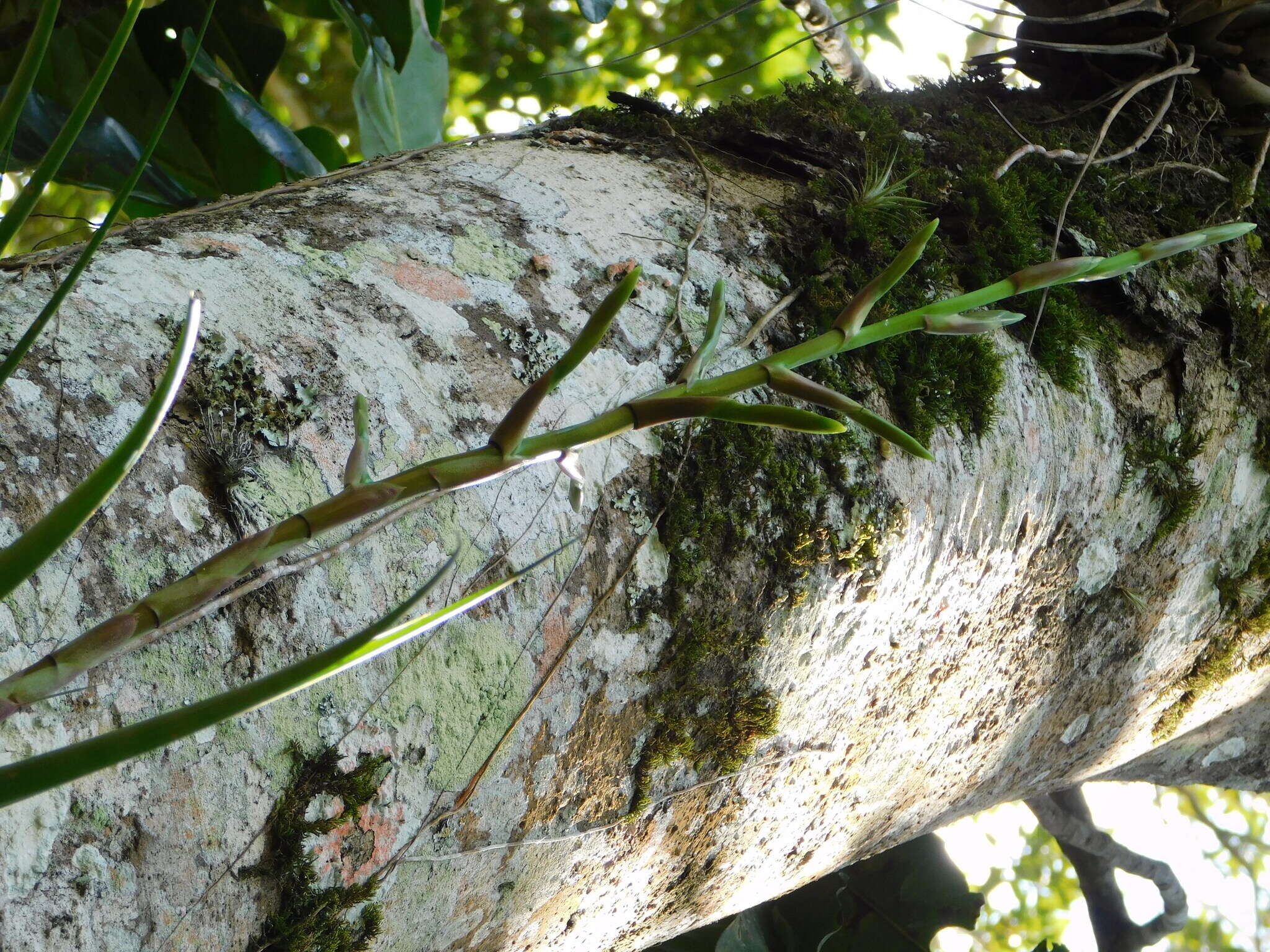 Imagem de Tillandsia limbata Schltdl.