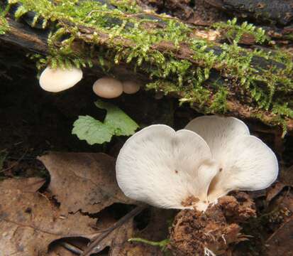 Image de Hohenbuehelia angustata (Berk.) Singer 1951