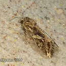 Image of Cutworm